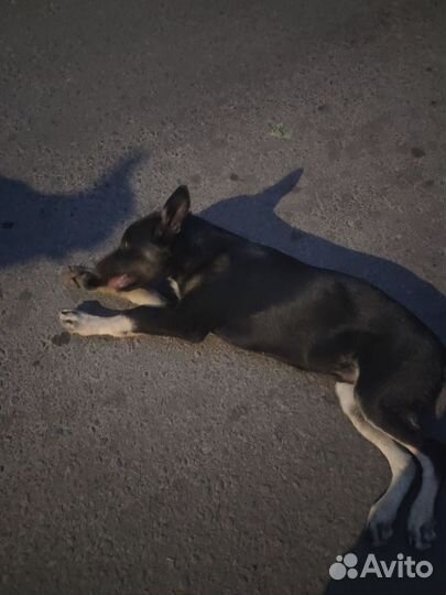 Щенки в добрые руки