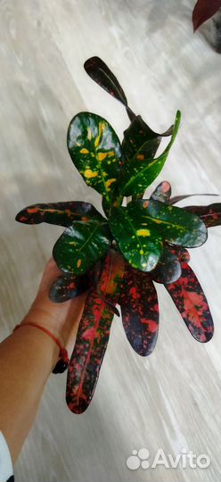 Кротон батик