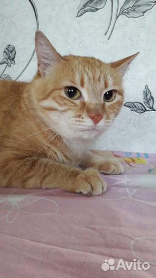 Кошка в дар