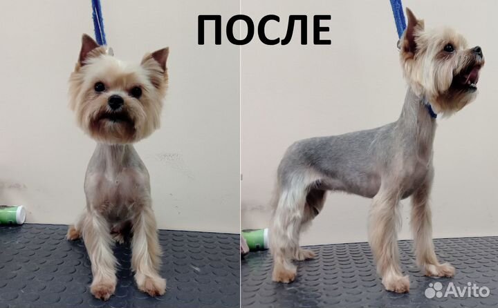 Гигиена, стрижка, экспресс линька собак и кошек