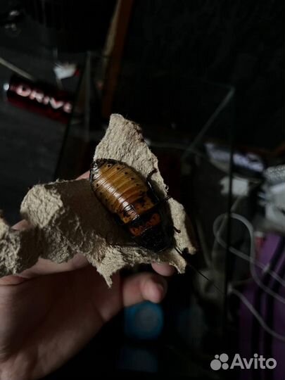 Мадагаскарский таракан