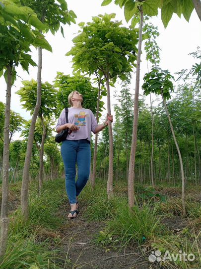 Катальпа липа клён ясень рябина