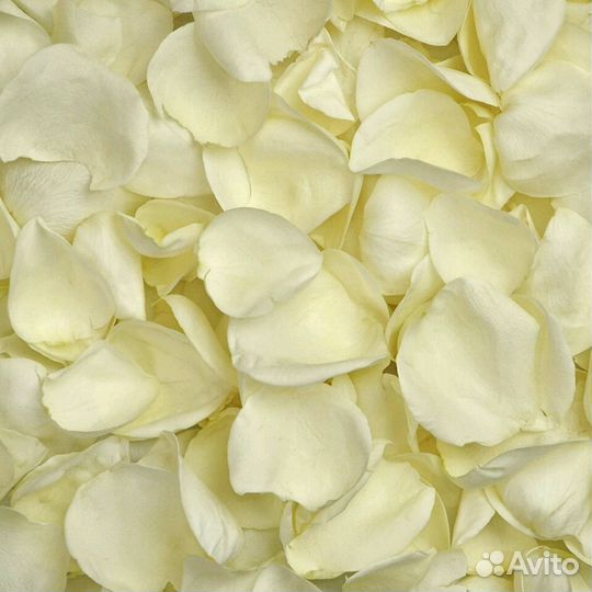 Лепестки роз