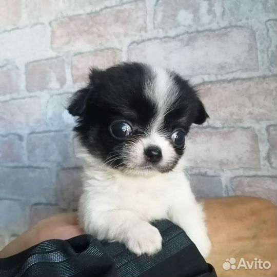 Чихуахуа мальчики