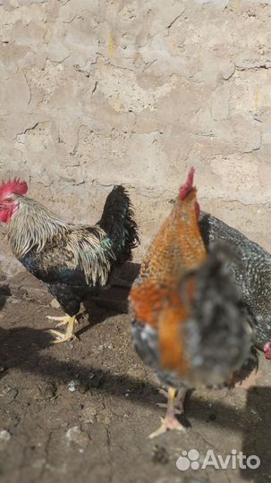 Молодые петухи