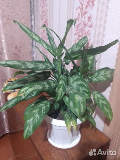 Аглаонема (вид Женского счастья)