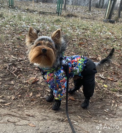 Шапка для собак мелких пород