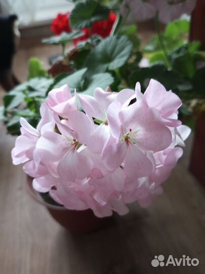 Розовая нежная крупная герань