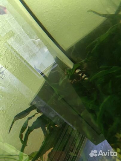 Аквариумные растения