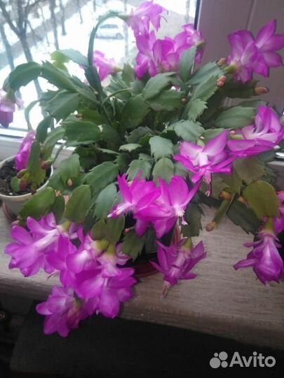 Ахименес Тропикана, Eldorado