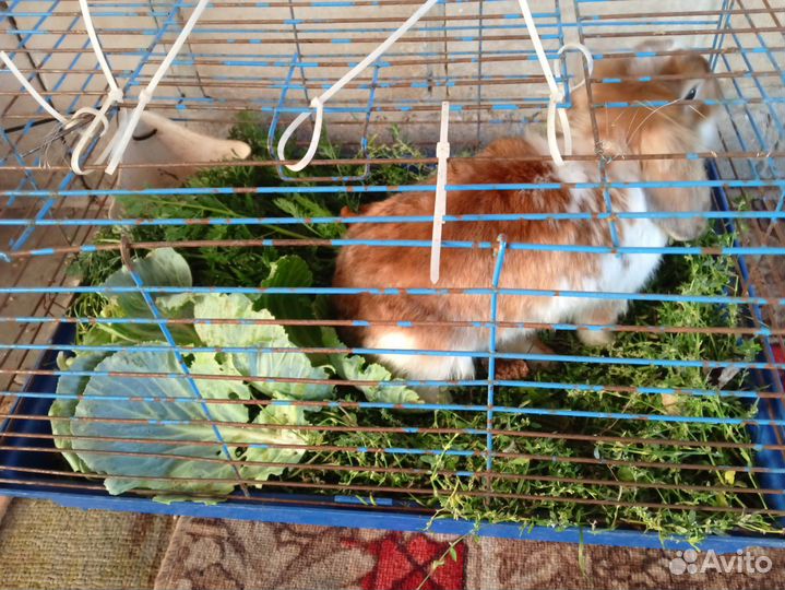 Продам декоративного кролика за 1300