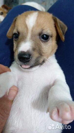 Щенок Джек Рассел терьер девочка