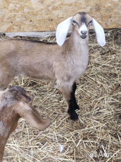 Коза нубийская,поросята