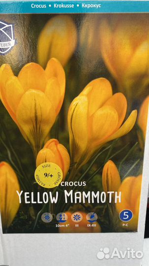 Луковичные растения