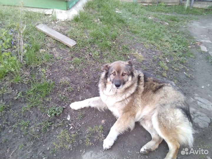 Мальчик в добрые руки