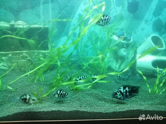 Сапфировый попугай,рыбки цихлиды,голубая панда