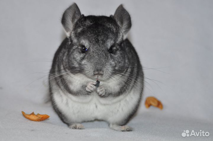 Шиншиллы, самки: черный бархат, стандарт