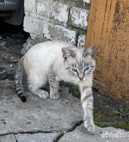 Отдам кота