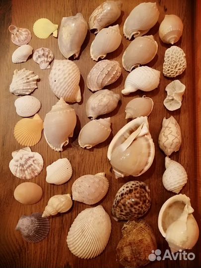 Морские ракушки раковины
