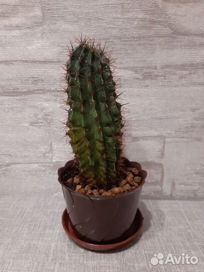 Кактус эхинопсис
