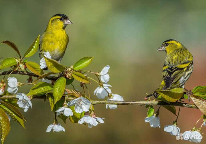 Певчие лесные птицы