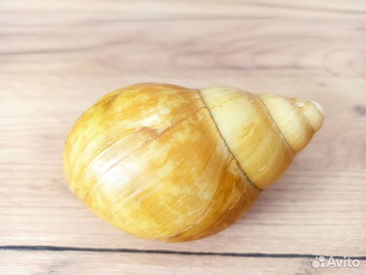 Морская раковина