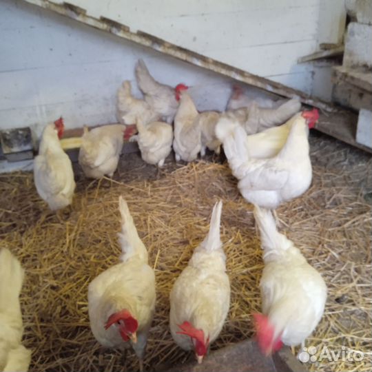 Куры несушки