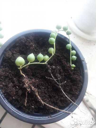 Крестовник роули