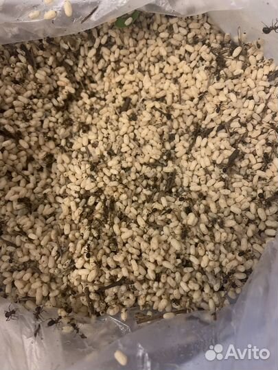 Муравьиное яйцо