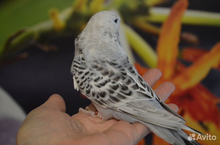 Птенцы ввп, чехи