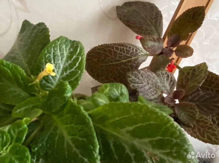 Эписции-домашние цветы