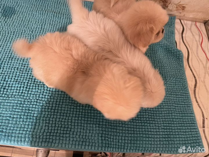 Щенки пекинеса