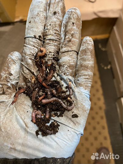 Малек и коконы дендробены Венета