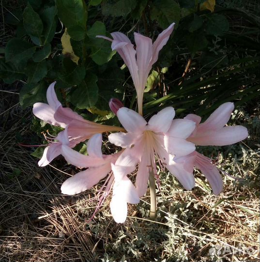 Многолетники