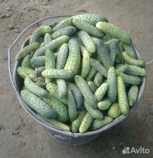 Помидоры и огурцы