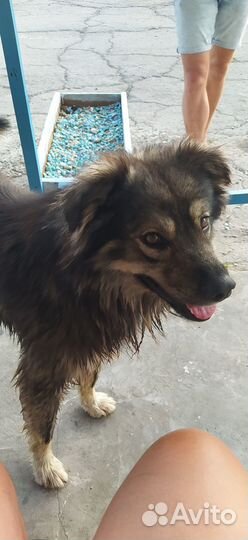 Собака ищет семью