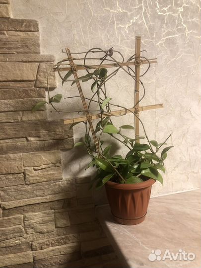 Хоя, зацвела