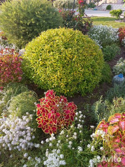 Бирючина золотистая