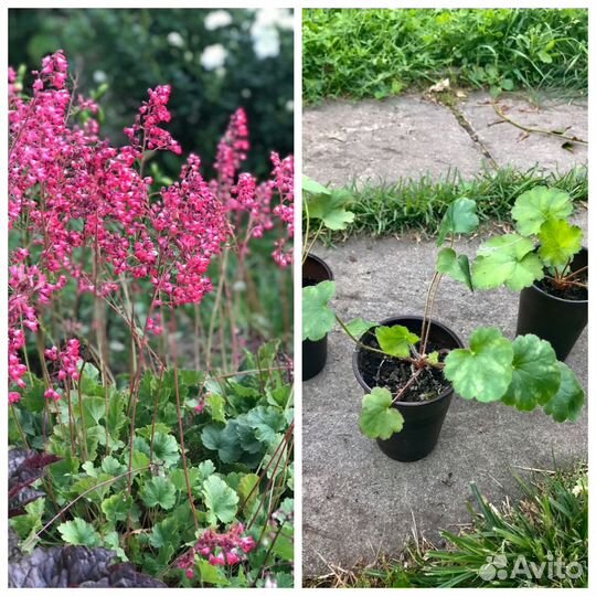 Цветы многолетники