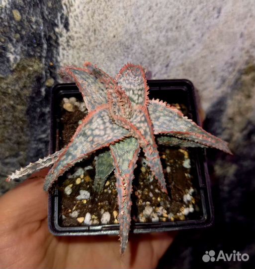 Суккуленты редкие 2