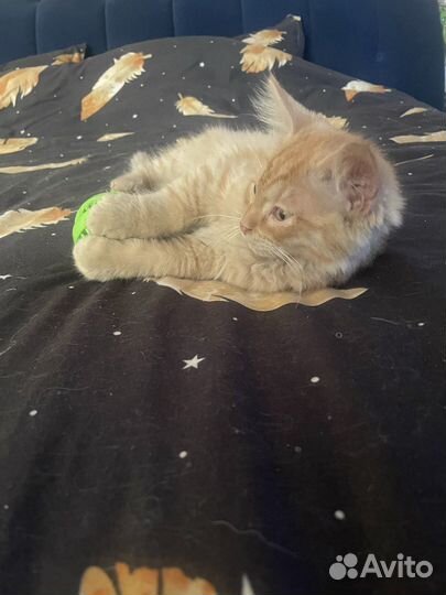 Котята в добрые руки бесплатно