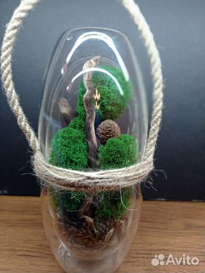 Комнатные растения цветы