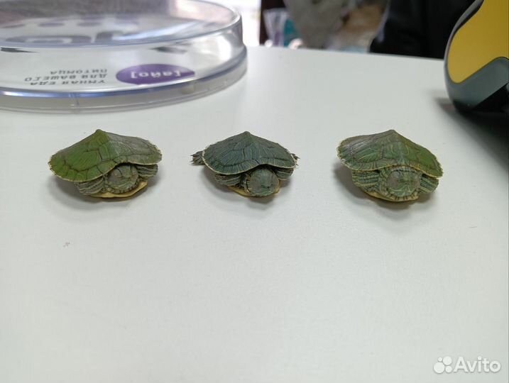 Черепашки красноухие