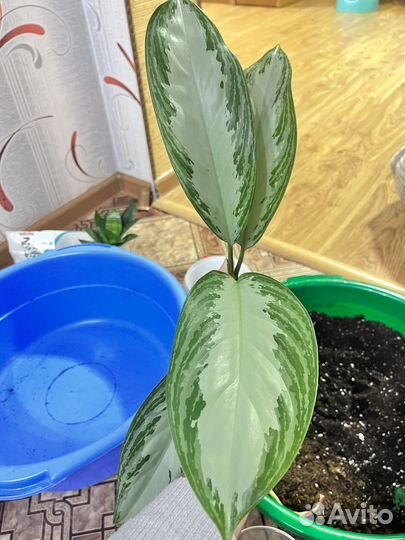 Аглаонема сильвер бей