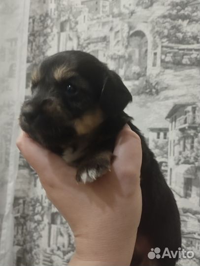 В Новый Год с верным другом