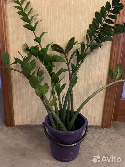 Замиокулькас