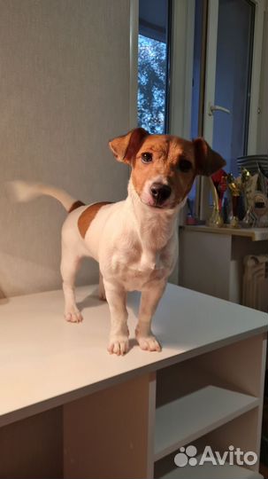 Джек рассел терьер