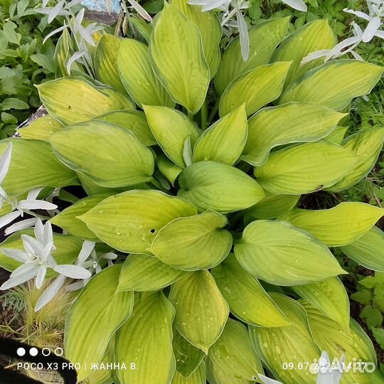 Ирисы.Дороникум.птицемлечни.хосты.манжетка.гейхера