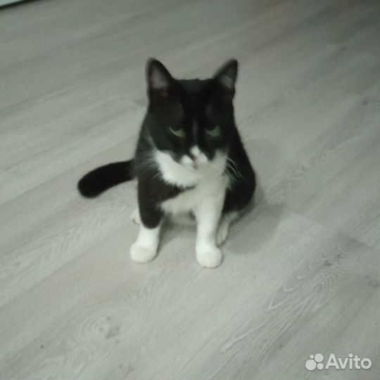 Котик в добрые руки