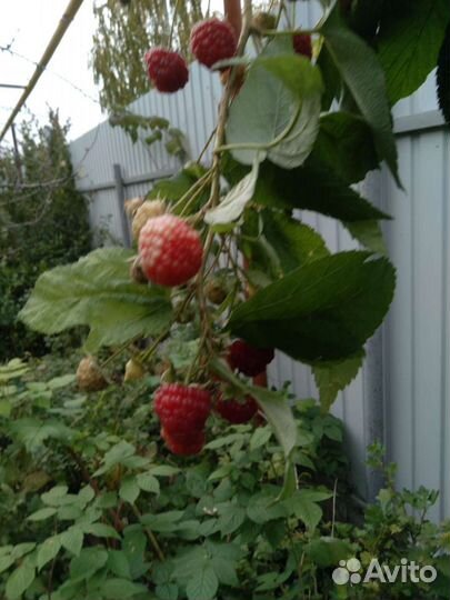 Плод растения малина ремонтантная ежевика крупная